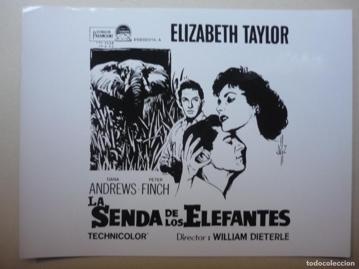 Cine: la senda de los elefantes - foto original b/n - elizabeth taylor - Elephant Walk william dieterle