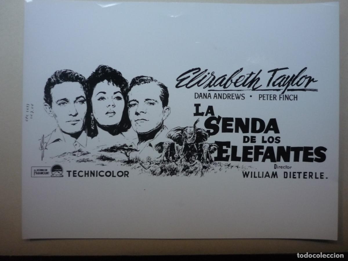 Cine: la senda de los elefantes - foto original b/n - elizabeth taylor - Elephant Walk william dieterle