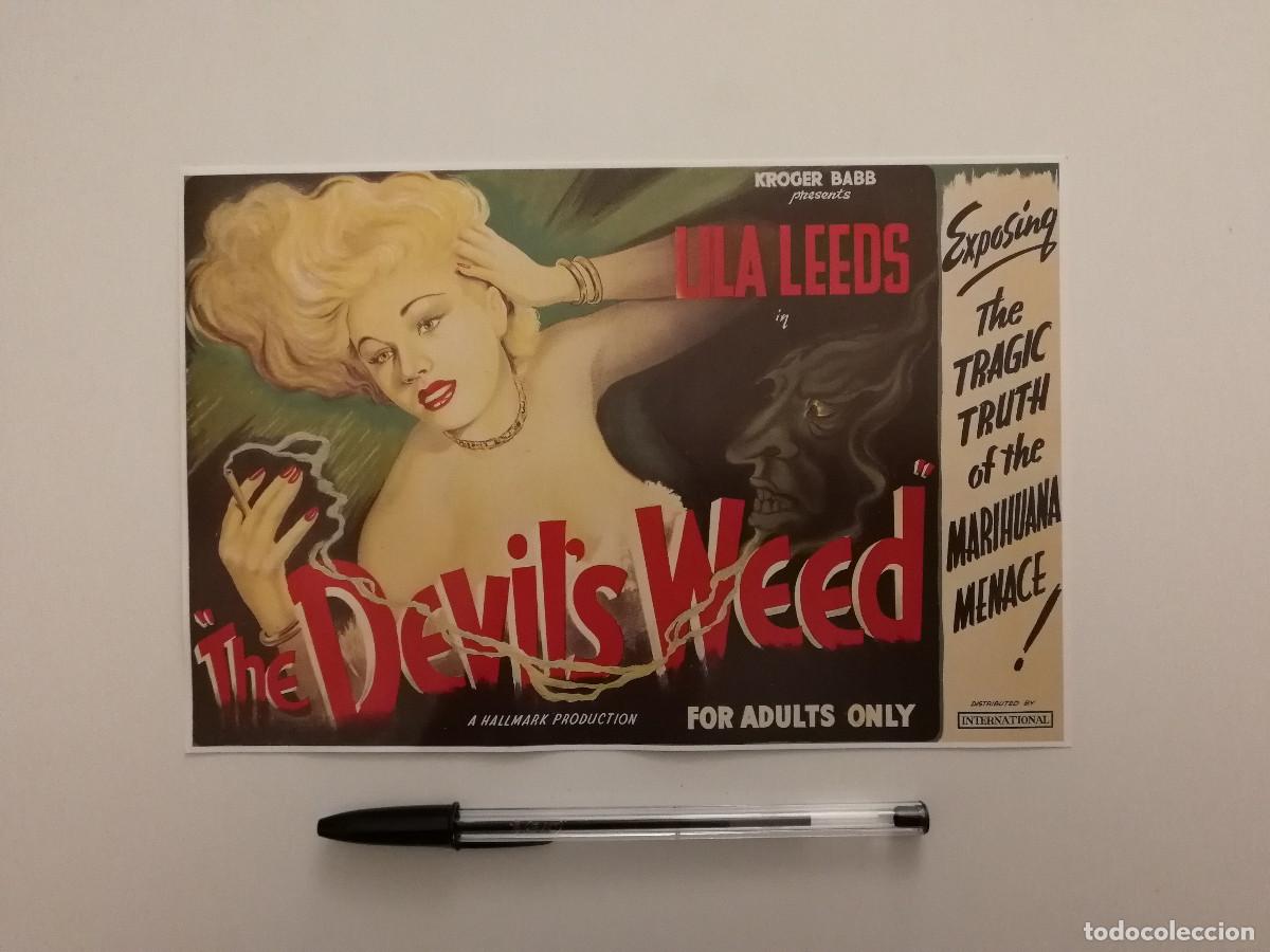 Cine: TARJETA ACARTONADA - THE DEVIL'S WEED - Wild Weed - Lila Leeds