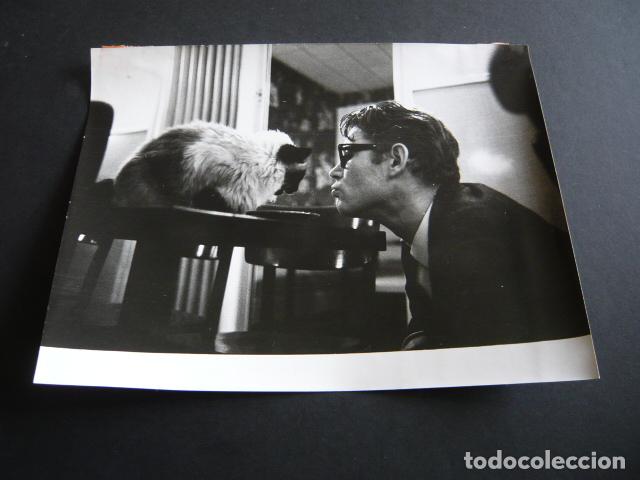 Kino: PETER O'TOOLE ACTOR CON LA GATA PLUME ANTIGUA FOTOGRAFIA ORIGINAL 18 X 24 CM