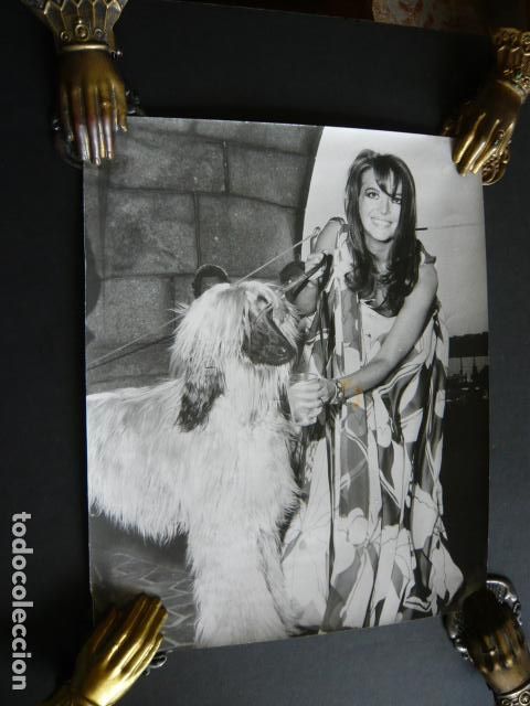 Cin&eacute;ma: NATALIE WOOD ACTRIZ CON GALGO LEBREL AFGANO ANTIGUA FOTOGRAFIA ORIGINAL 20 X 25 CM