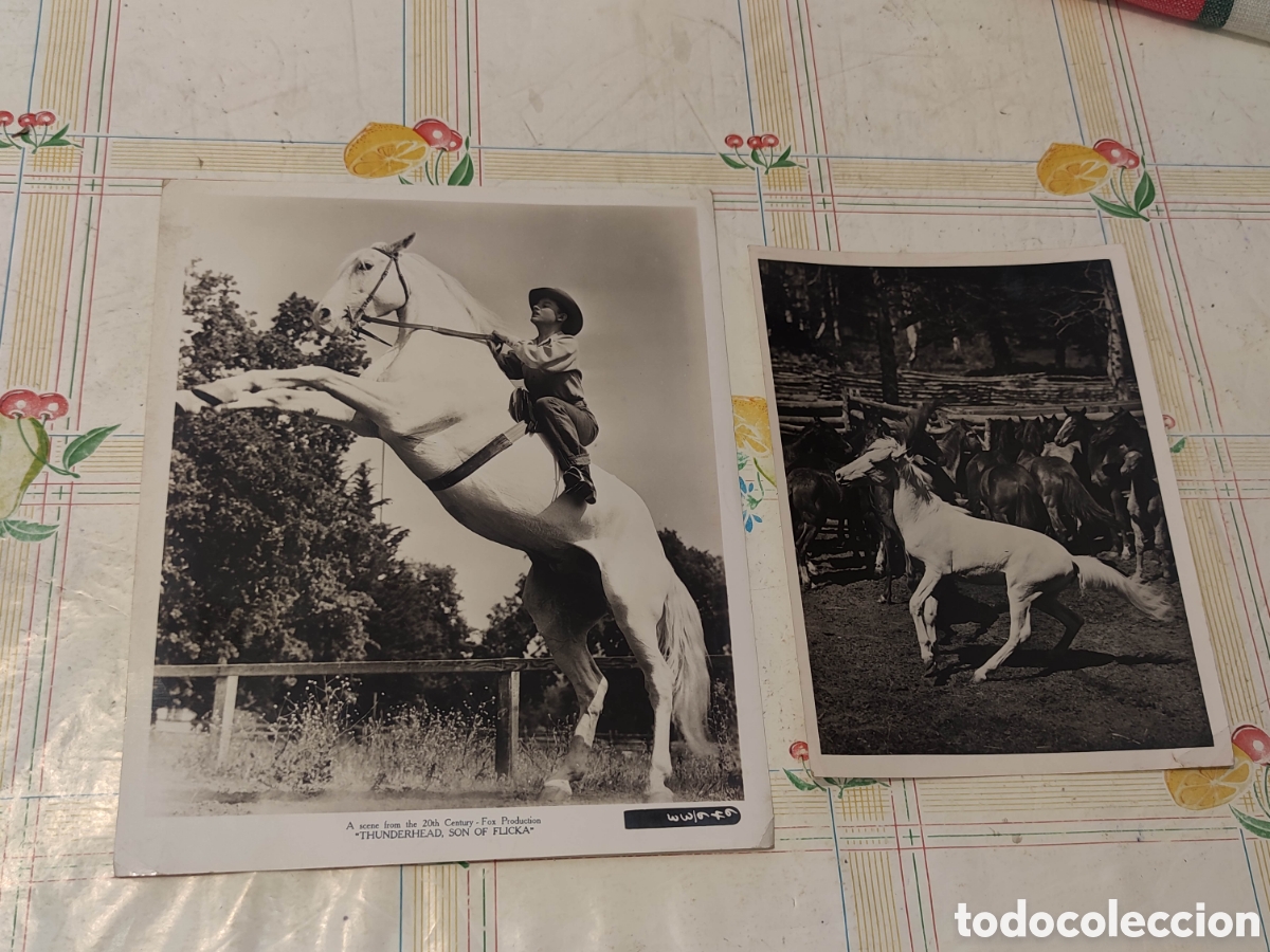 Cine: 2 Fotos - Thunderhead, son of Flicka - hijo de Flicka - 1945 - Original de distribuidora -