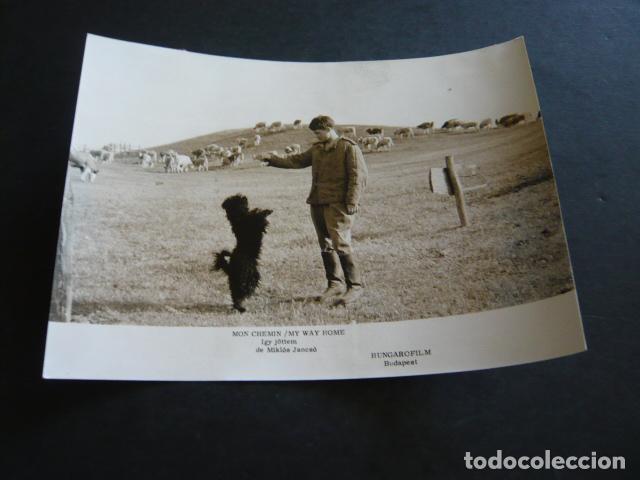 Cine: MI CAMINO ESCENA DE LA PELICULA ANTIGUA FOTOGRAFIA ORIGINAL 18 X 12 CM