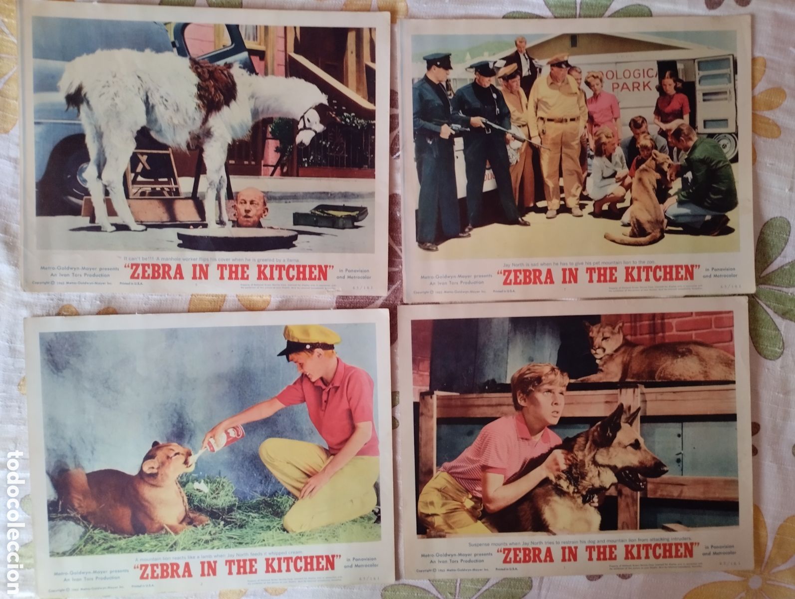 Cine: 8 LOBBY CARDS AMERICANOS - ZEBRA IN THE KITCHEN 1965