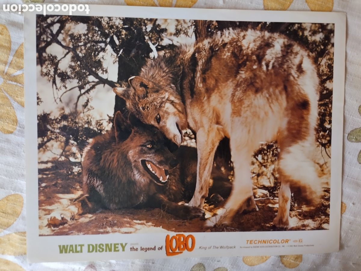 Cine: LOBBY CARD AMERICANO