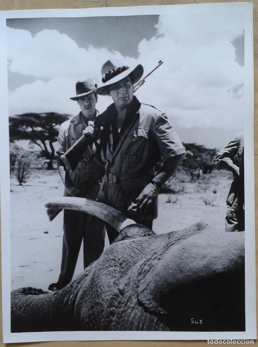 Cine: SAFARI. FOTO 18X24. VICTOR MATURE