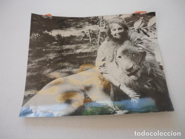 Cinema: CHERYLL MILLER CLARENCE THE CROSS-EYED LION ESCENA PELICULA ANTIGUA FOTOGRAFIA ORIGINAL 18 X 15 CM