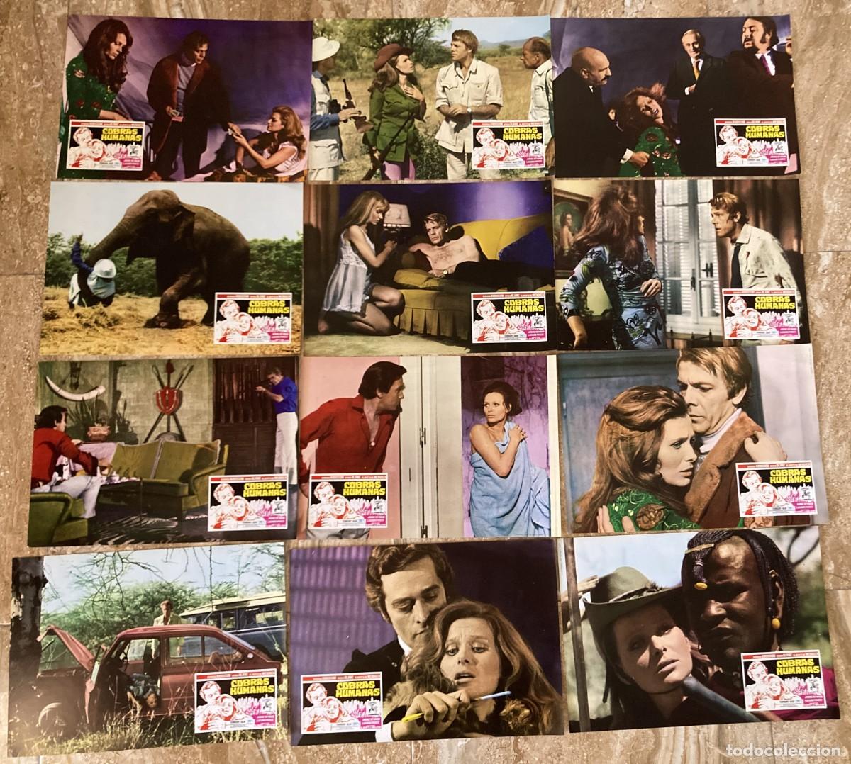 Cine: COBRAS HUMANAS / JUEGO COMPLETO ORIGINAL 12 FOTOCROMOS ESTRENO