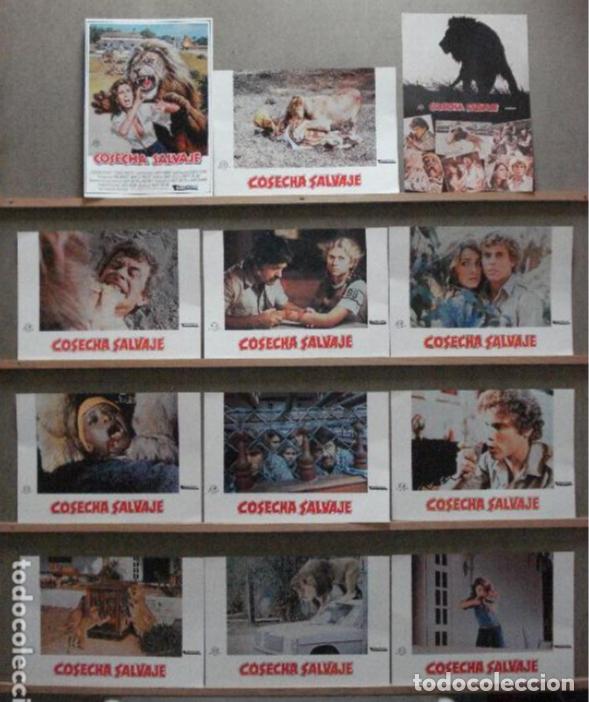 Cine: AFU68 COSECHA SALVAJE TOM SKERRITT MICHELLE PHILLIPS TERROR SET 12 FOTOCROMOS ORIG ESTRENO