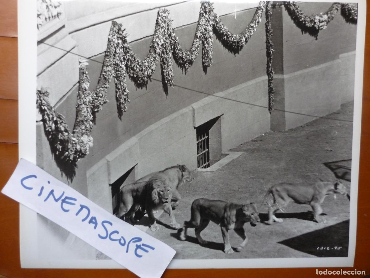 Cine: quo vadis - foto original b/n - scene lions roman circus