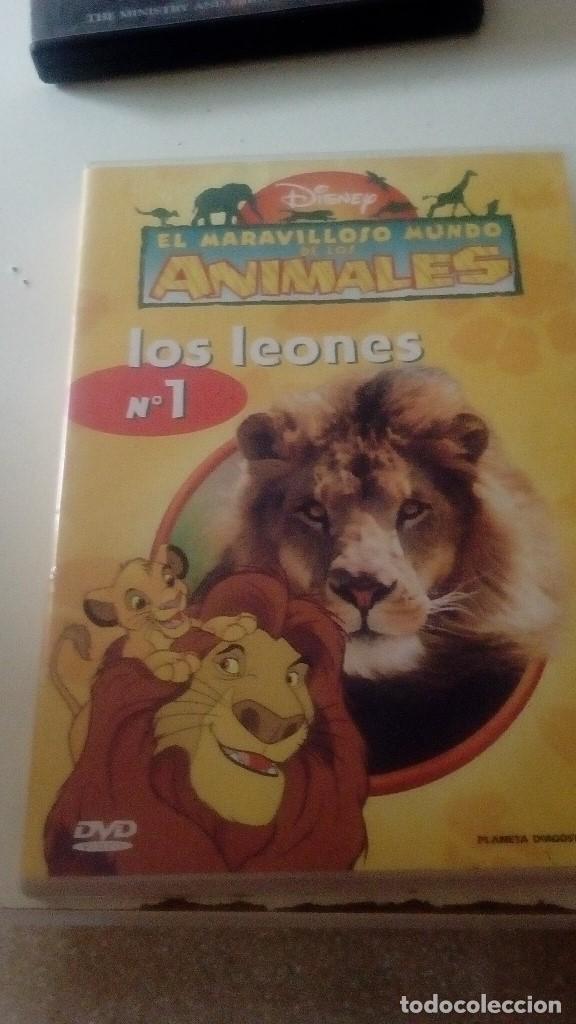 Cin&eacute;ma: CC-300 DVD EL MARAVILLOSO MUNDO DE LOS ANIMALES N&ordm; 1 LOS LEONES