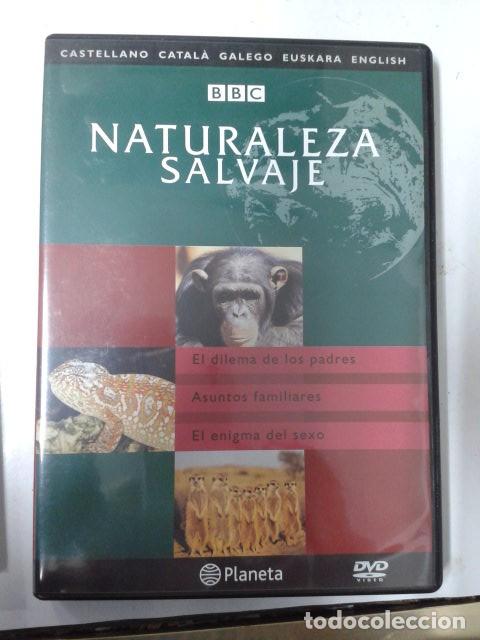 Cine: NATURALEZA SALVAJE BBC. EL DILEMA DE LOS PADRES