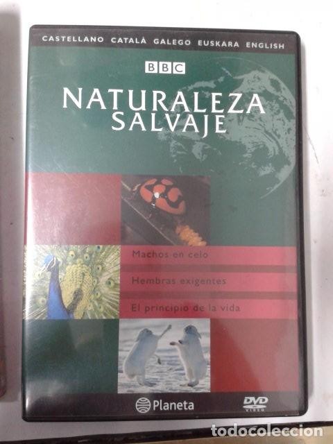 Cine: NATURALEZA SALVAJE BBC. MACHOS EN CELO