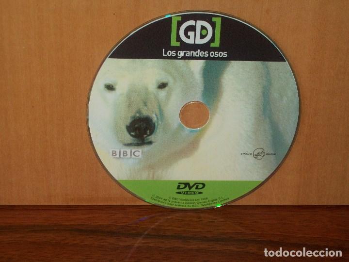 Cine: DOCUMENTALES : LOS GRANDES OSOS - SOLO DVD SIN CARATULAS, NI CAJA COMO NUEVO