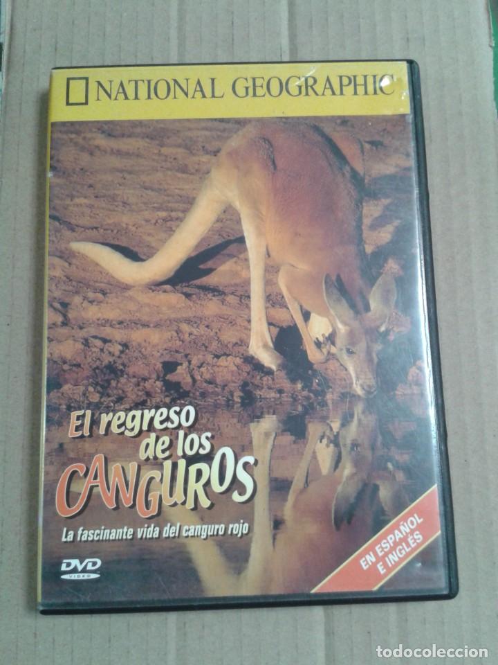 Kino: NATIONAL GEOGRAPHIC. EL REGRESO DE LOS CANGUROS. DVD