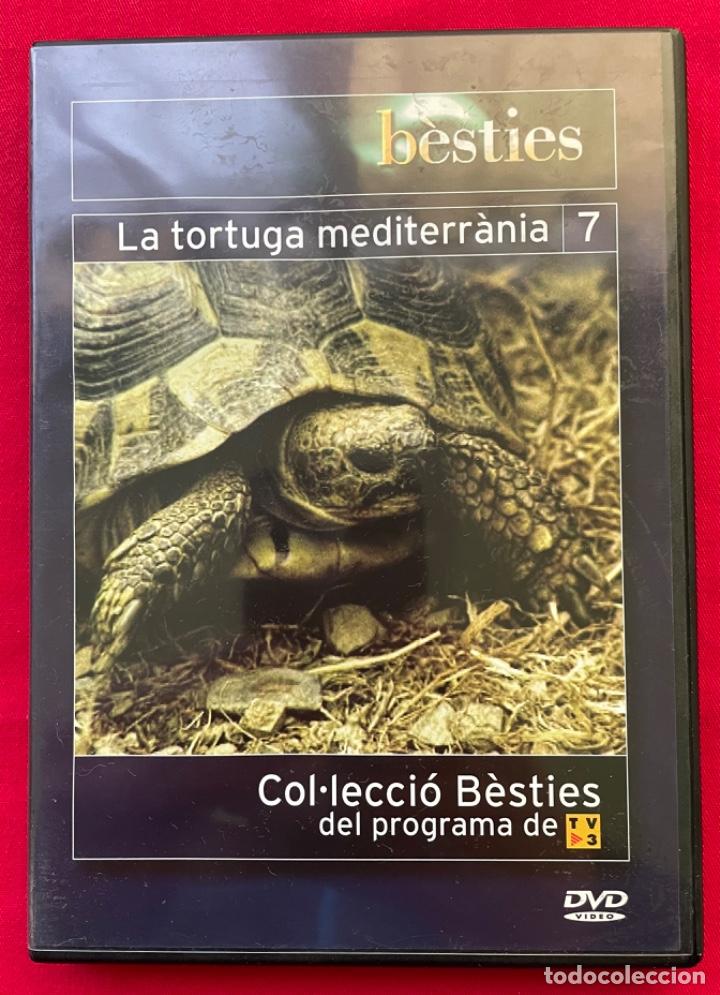 Cine: DVD - LA TORTUGA MEDITERRANIA - N&ordm; 7 - COL&bull;LECCIO BESTIES DEL PROGRAMA DE TV3.