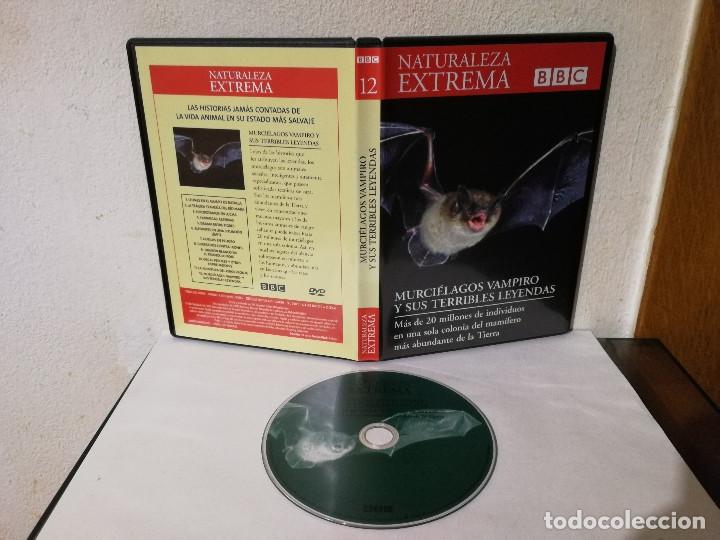 Cine: DVD ORIGINAL - NATURALEZA EXTREMA 12 BBC - DOCUMENTAL - MURCIELAGOS VAMPIROS