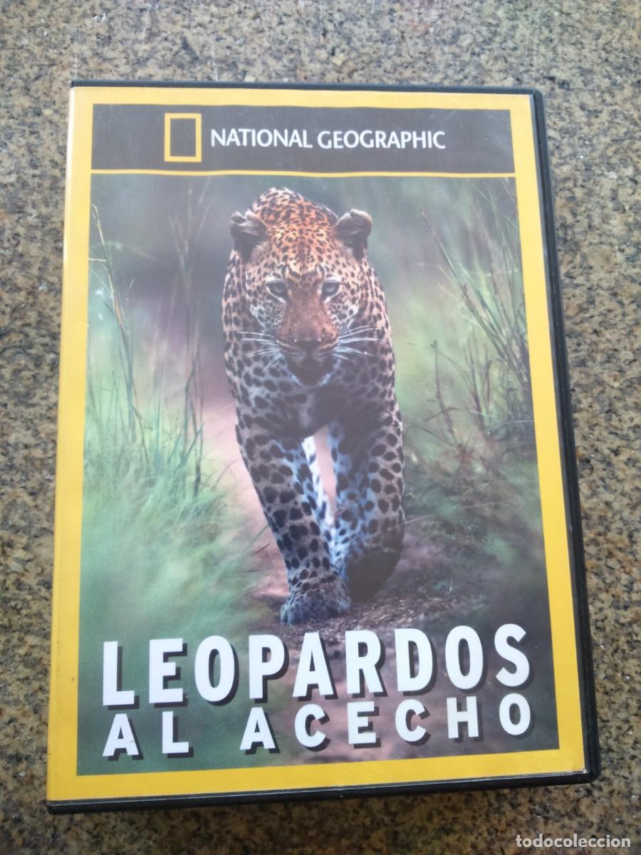 Kino: DVD -- LEOPARDOS AL ACECHO -- NATIONAL GEOGRAPHIC --