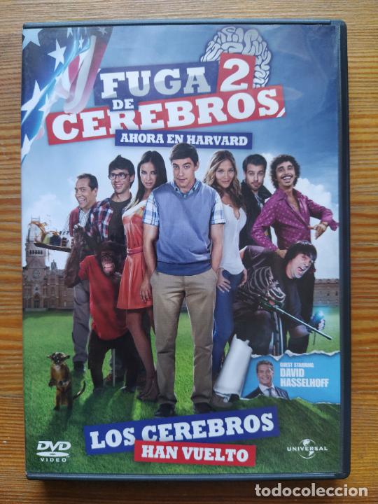 Kino: DVD FUGA DE CEREBROS 2 - AHORA EN HARVARD (180)