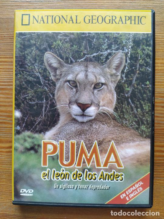 Cinema: DVD PUMA, EL LEON DE LOS ANDES - NATIONAL GEOGRAPHIC (AW)
