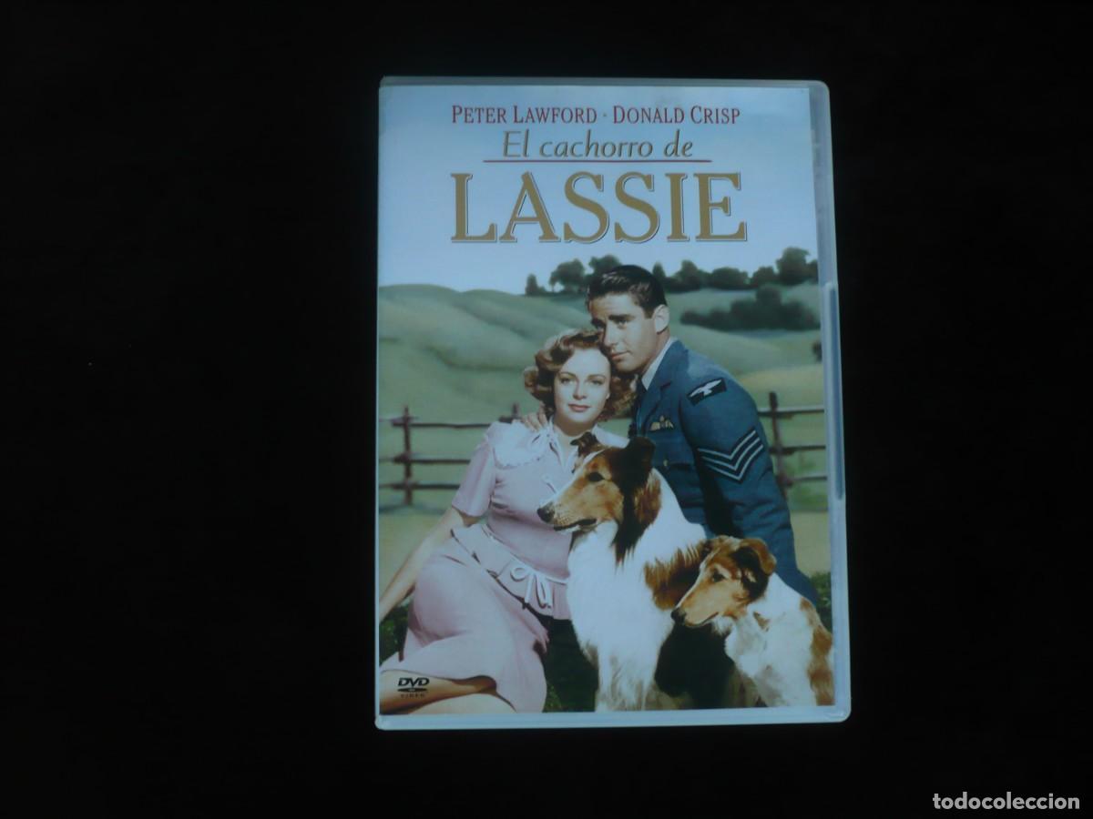 Cine: el cachorro de lassie - dvd casi como nuevo