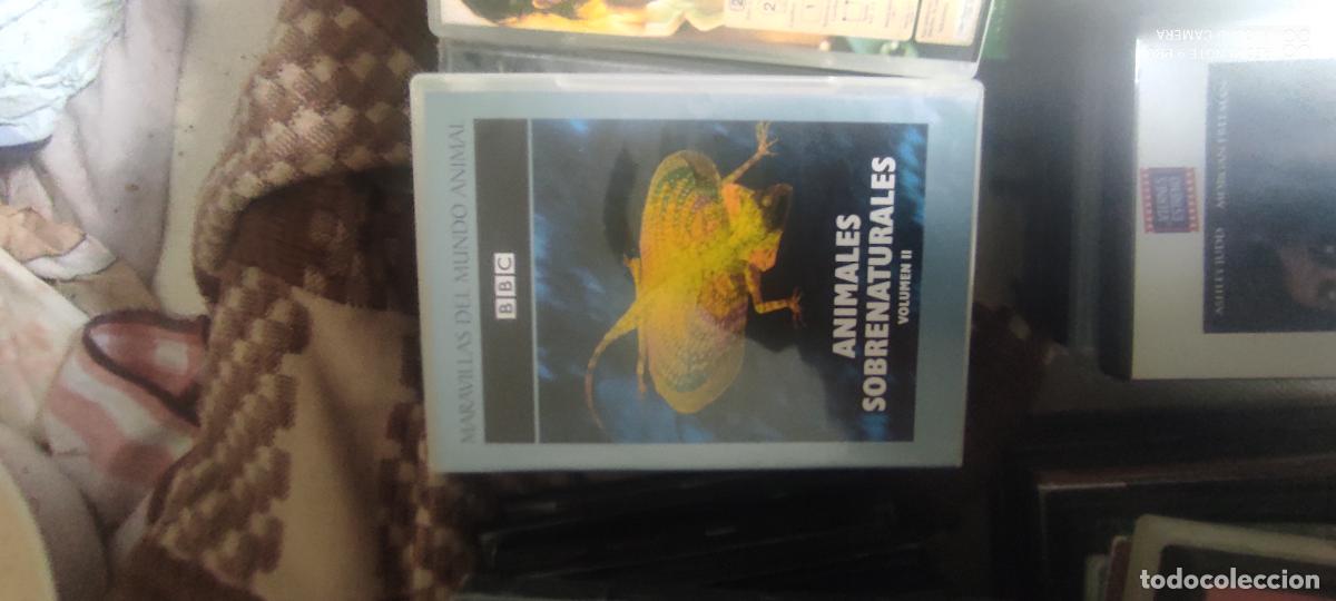 Cine: Animales sobrenaturales. Pel&iacute;cula / DVD.