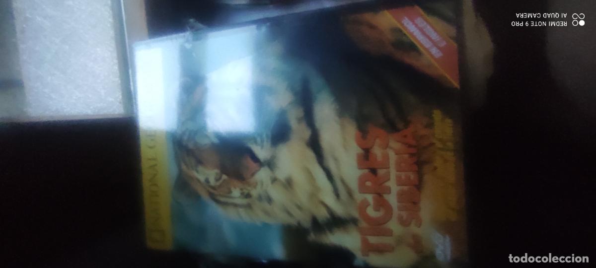 Cinema: Tigres de siberia. Documentales National Geographic. Pel&iacute;cula/ DVD.2
