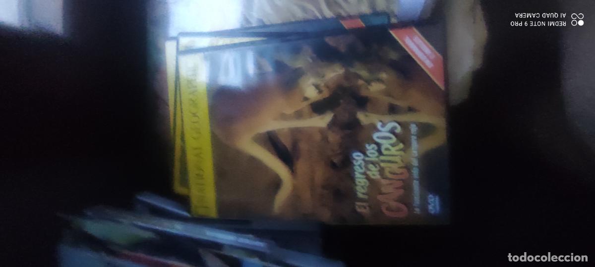 Cinema: El regreso de los canguros. Documentales National Geographic. Pel&iacute;cula/ DVD.