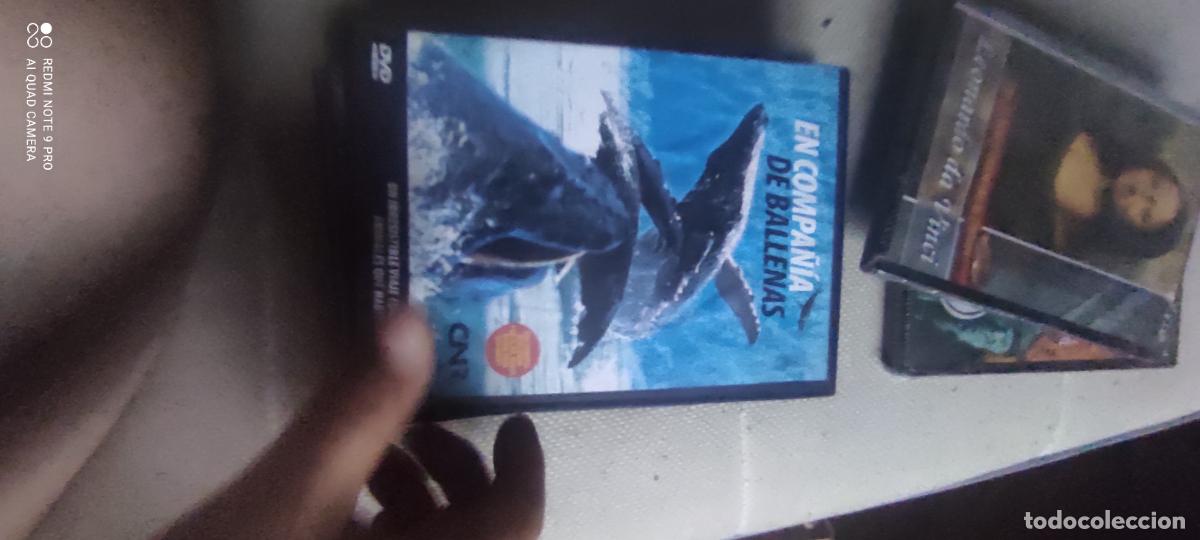 Cine: En compa&ntilde;&iacute;a de ballenas. Pel&iacute;cula / DVD.