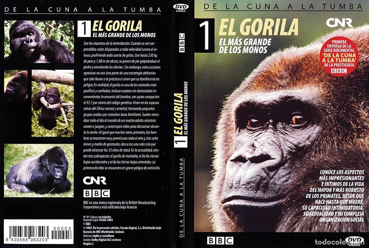 Cinema: DE LA CUNA A LA TUMBA [DVD]