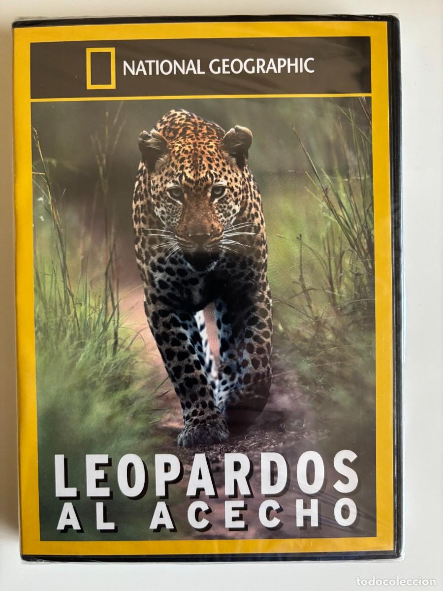 Cine: DVD NATIONAL GEOGRAFIC - LEOPARDOS AL ACECHO