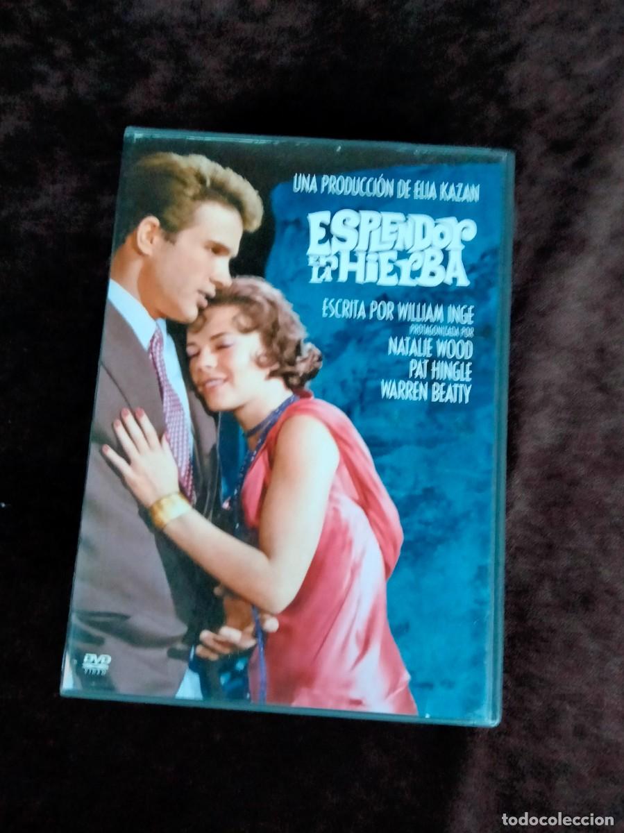 Cine: esplendor en la hierba - dvd casi como nuevo