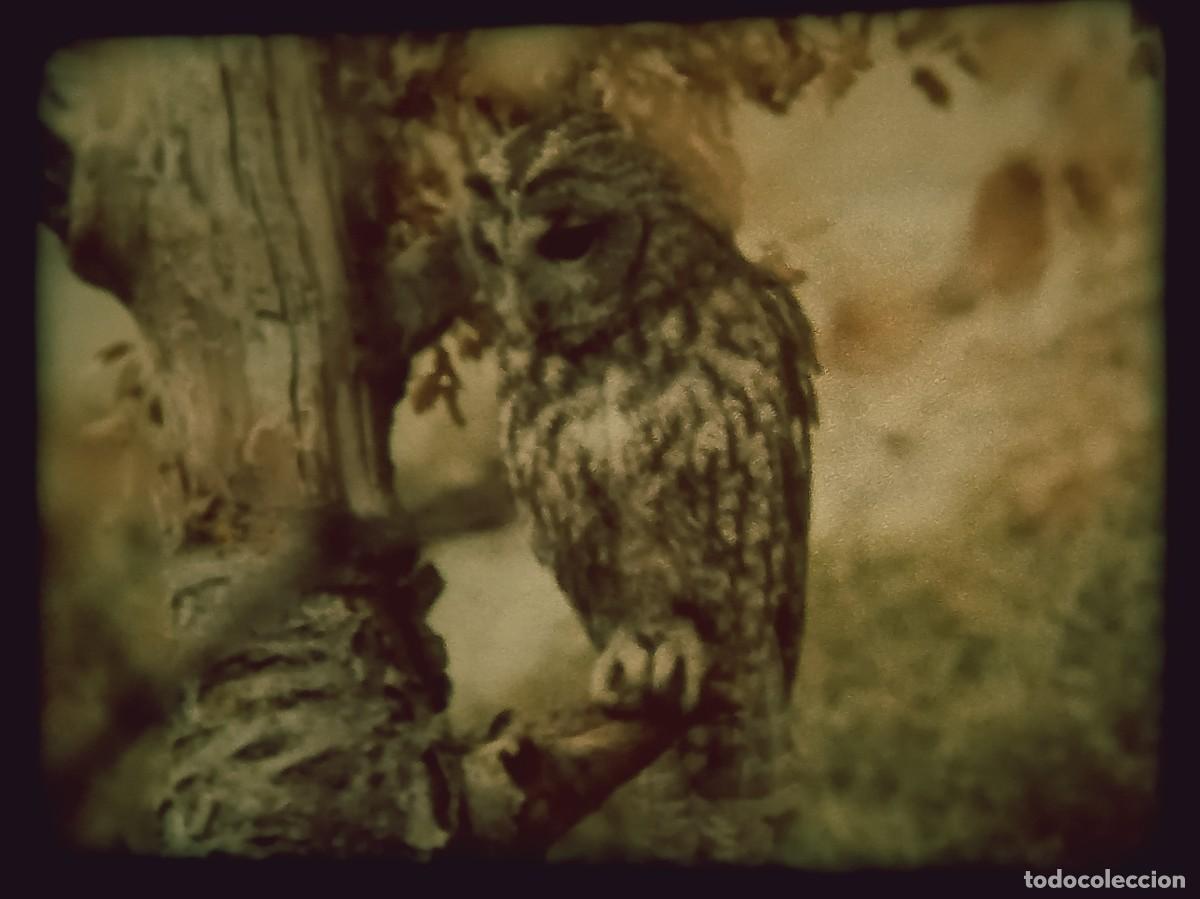 Cine: El liron careto 2&ordm; Parte (El hombre y la Tierra / N&ordm;24)