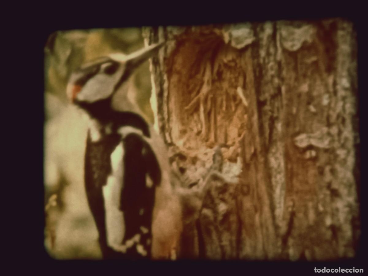 Cinema: PAJAROS CARPINTEROS 1&ordm; Parte (El hombre y la Tierra / N&ordm;29)