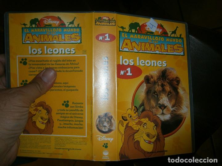 Cine: EL MARAVILLOSO MUNDO DE LOS ANIMALES LOS LEONES &iexcl;DISPONEMOS DE MAS DE 60.000,EN VHS BETA 2000'