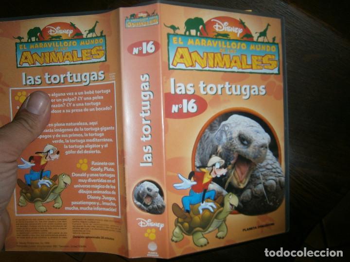 Cine: EL MARAVILLOOSO MUNDO DE LOS ANIMALES LAS TORTUGAS &iexcl;DISPONEMOS DE MAS DE 60.000,EN VHS BETA 2000'