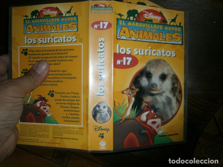 Cine: EL MARAVILLOSO MUNDO DE LOS ANIMALES LOS SURICATOS &iexcl;DISPONEMOS DE MAS DE 60.000,EN VHS BETA 2000'