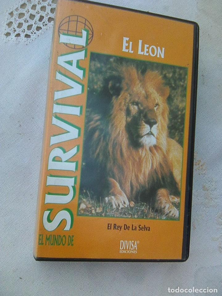 Cine: El Le&oacute;n, El rey De la selva - Serie Survival - divisa