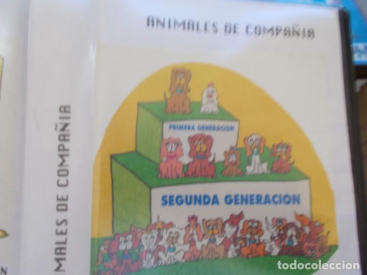 Cine: ANIMALES DE COMPA&Ntilde;IA VHS - Foto 2