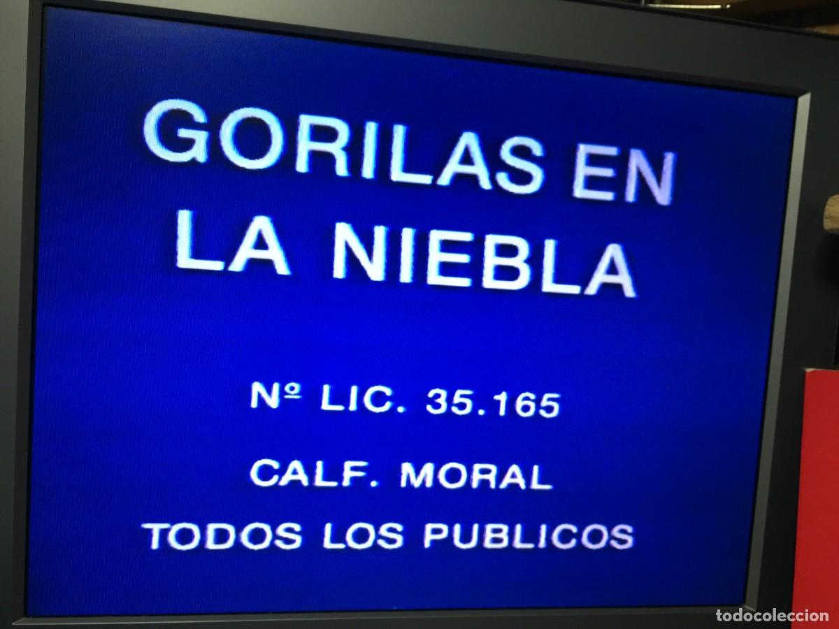 Cine: Vhs Gorilas en la niebla - Michael Apted - Foto 2