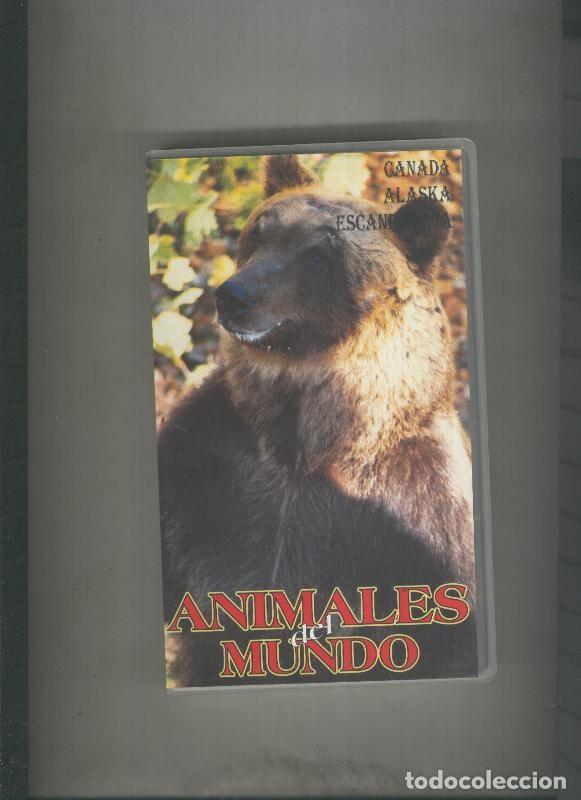 Cine: Video VHS: animales del mundo: canada, alaska, escandinavia - varios