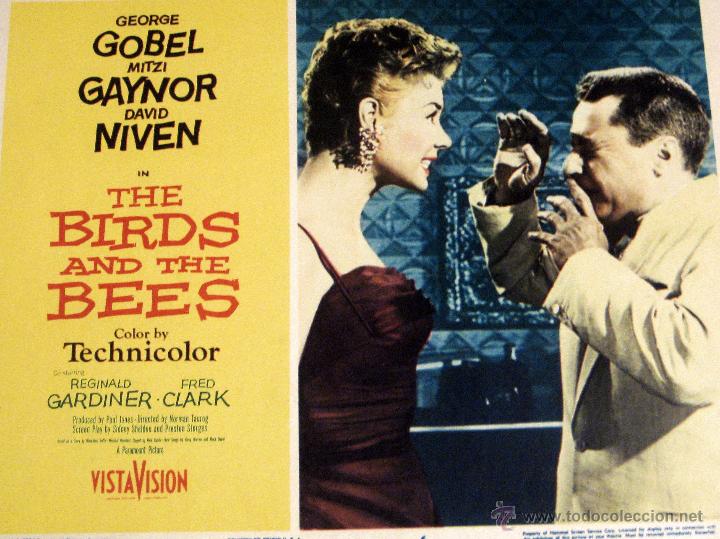 Cinema: Lobby Card original Estados Unidos The birds and the bees David Niven Mitzi Gainor