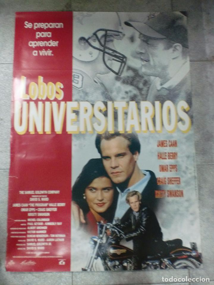 Cine: CARTEL DE CINE ORIGINAL. LOBOS UNIVERSITARIOS. 99 X 70 CM.