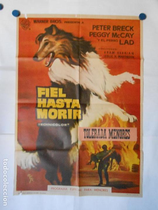 Cine: FIEL HASTA MORIR - CARTEL ORIGINAL 70 X 100