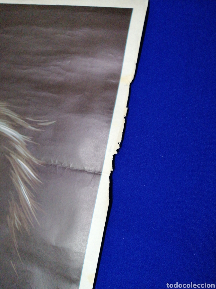Cine: LOBOS Humanos poster - Foto 3