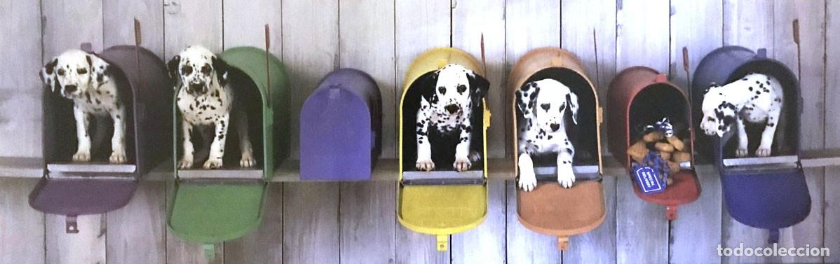 Cine: Poster Perritos y gatitos - Foto 1