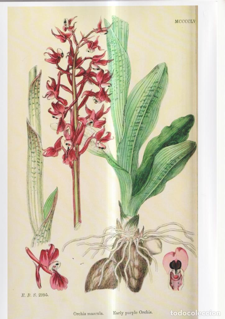 Cinema: Poster DIN 4 numero 1082: Orchis mascula