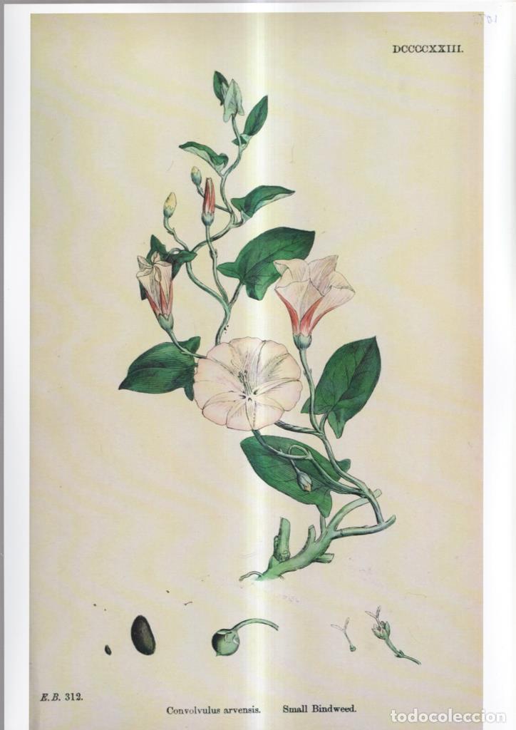 Cinema: Poster DIN 4 numero 1088: Convolvulus arvensis