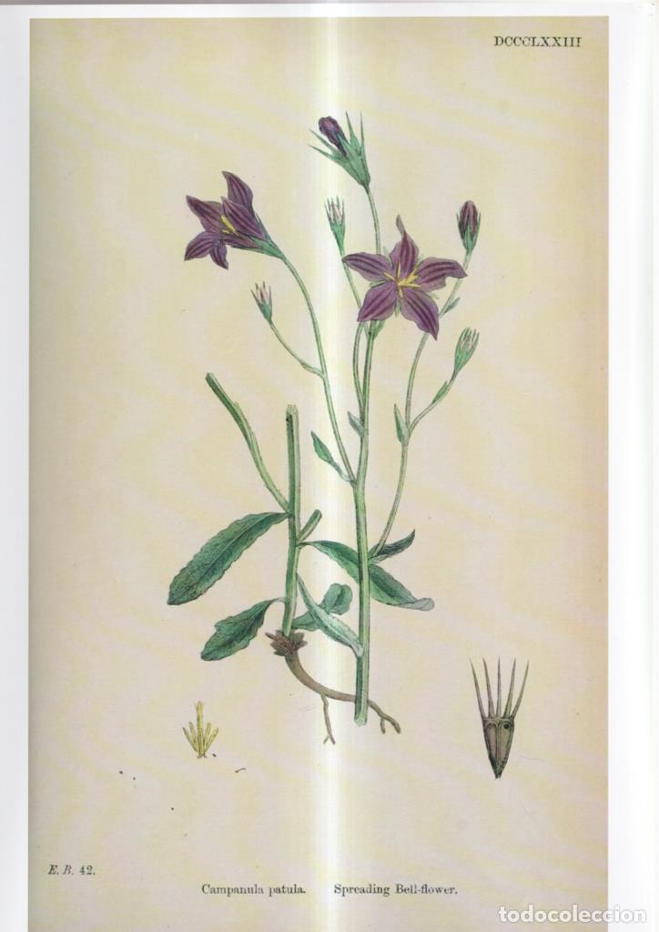 Cinema: Poster DIN 4 numero 1093: Campanula patula