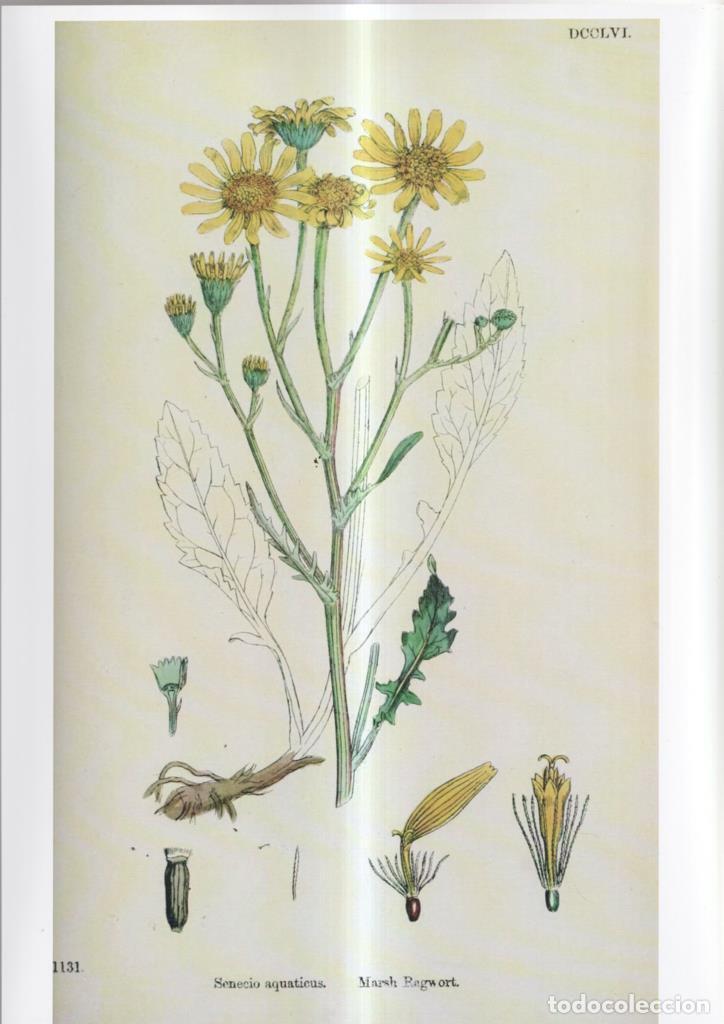 Cinema: Poster DIN 4 numero 1098: Senecio aquaticus